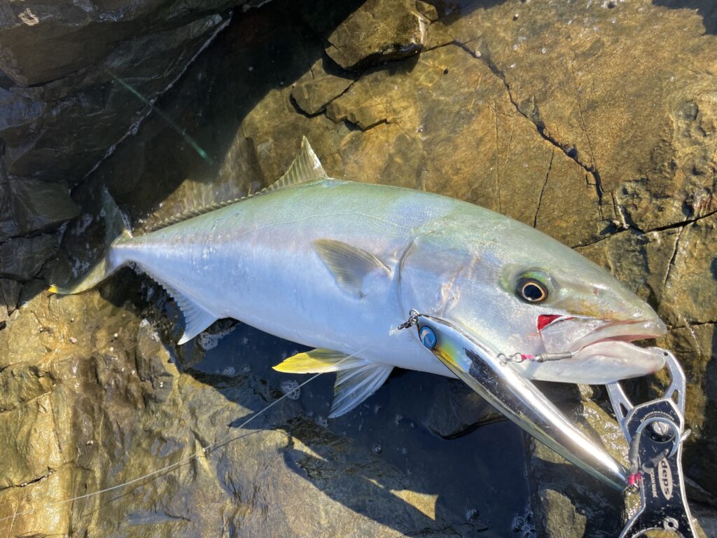 11月25日更新分 激流エリアでヒラマサ・ワラサ連発モード！ | まるなか
