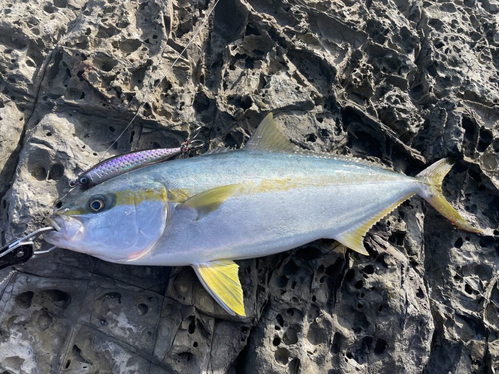 12月13日更新分 爆風の地磯でヒラマサ連発！ | まるなか大衆鮮魚