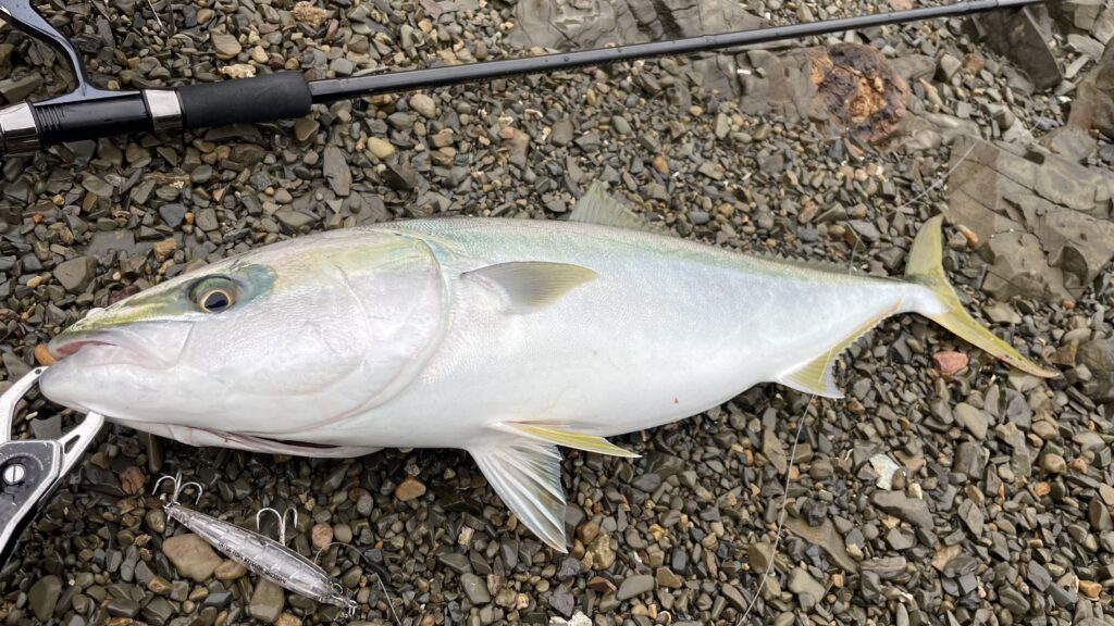 1月9日更新分 DUELモンスターショットで良型青物！ | まるなか大衆鮮魚