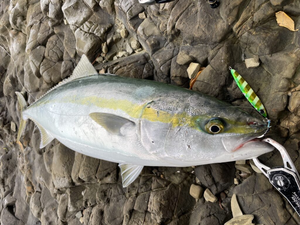 ショアジギ　14点 IMG_2508.jpeg