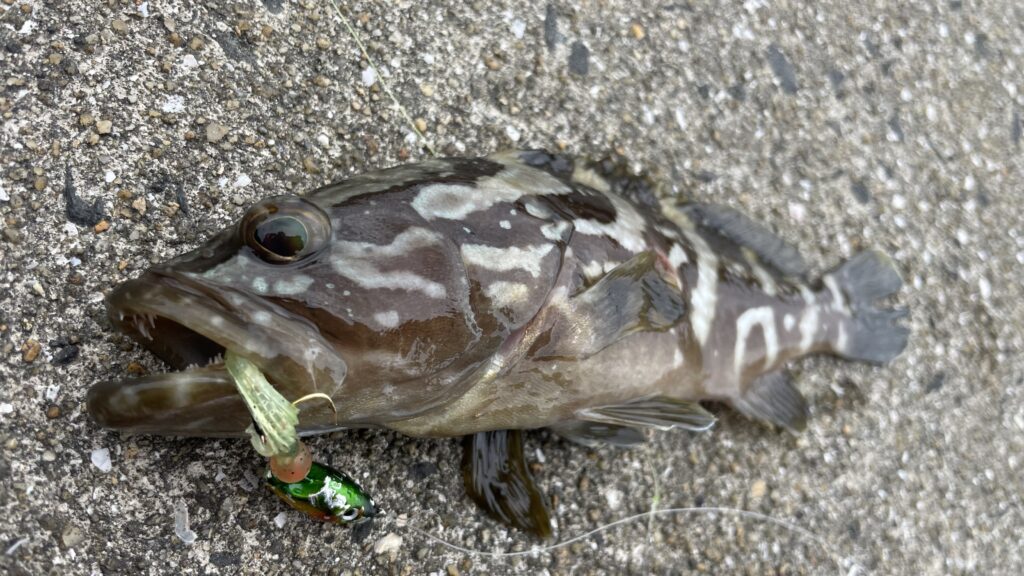 ゲーセンで女の子から貰った魚 sddefault.jpg