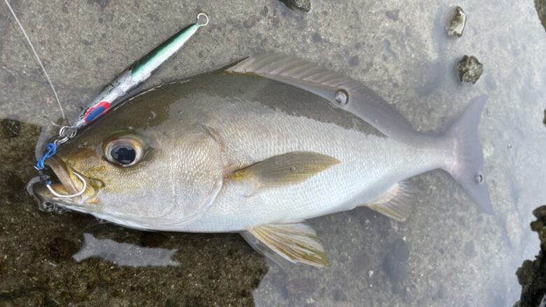 ハードブル　イサキ　釣果