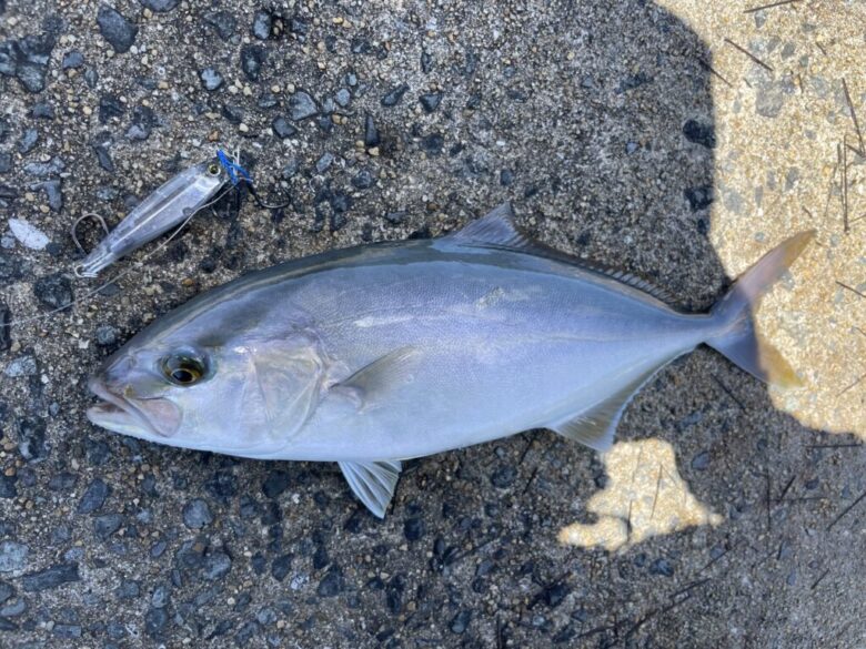 モンスターショット65　青物釣果