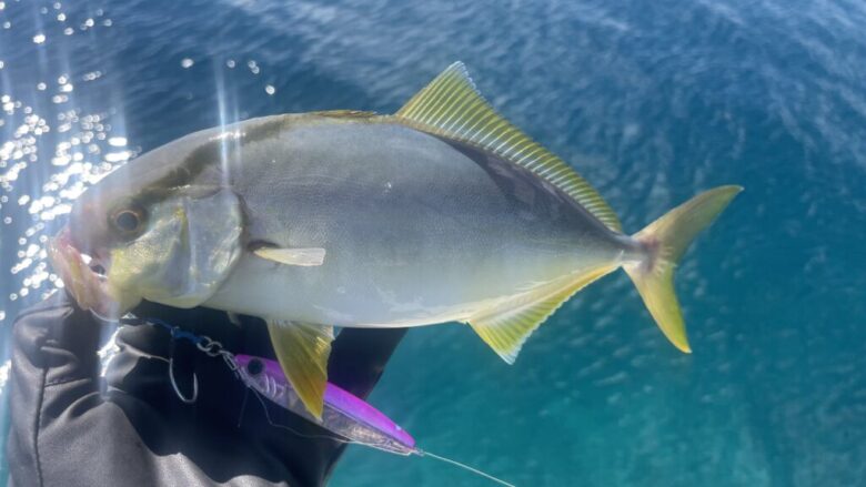 Zサーディンショアジギング　釣果