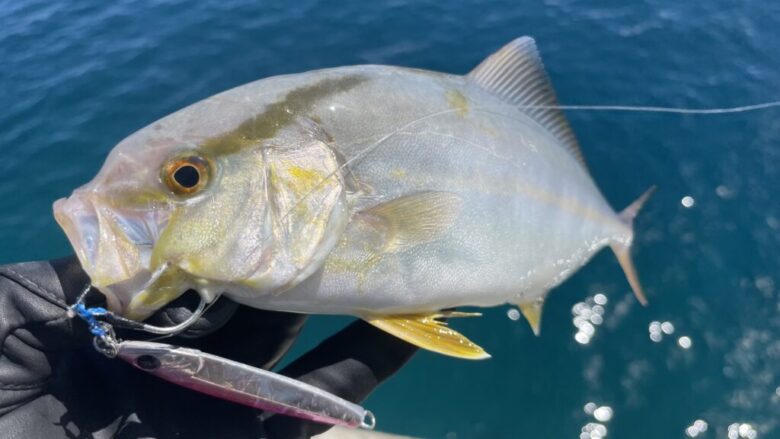 青物　釣果