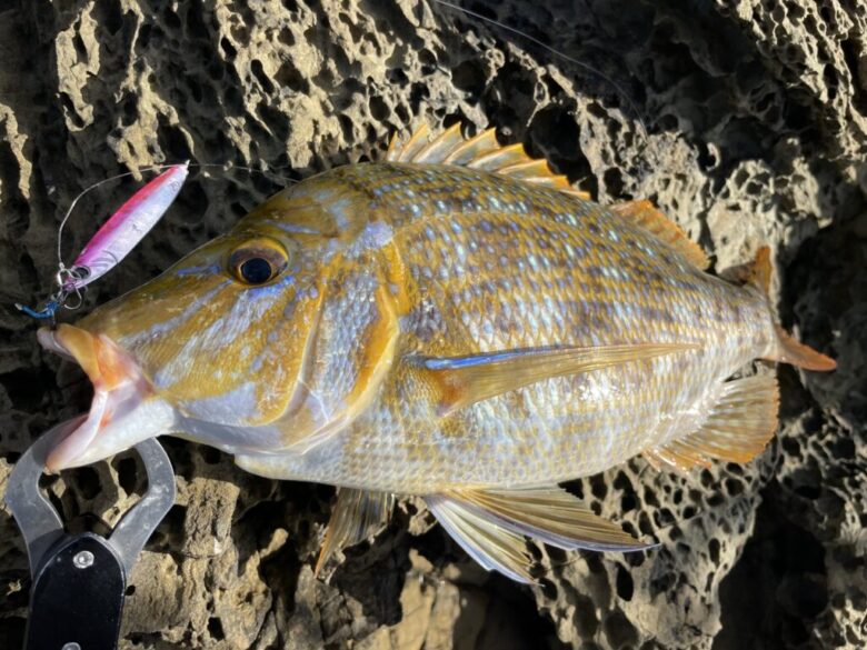 Zサーディン　ショアジギング釣果