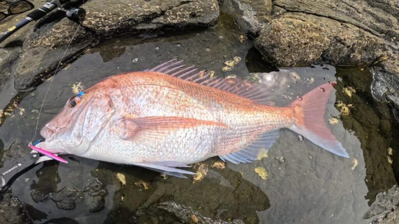 ハードブル　釣果