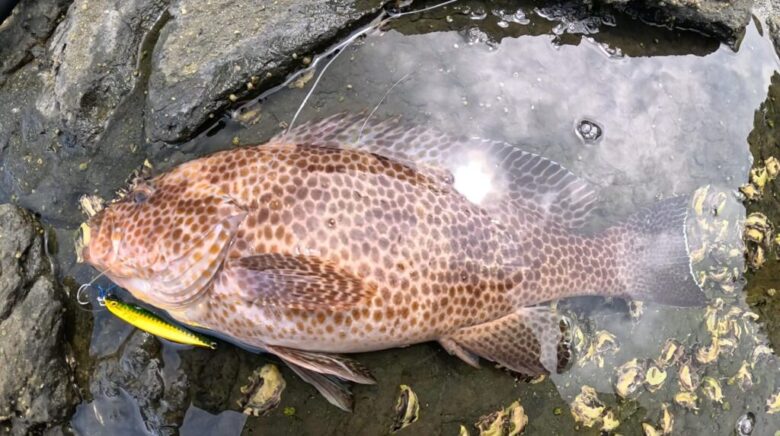 ハードブル　釣果