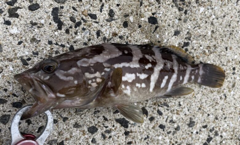 ティアドロスピン　根魚　釣果