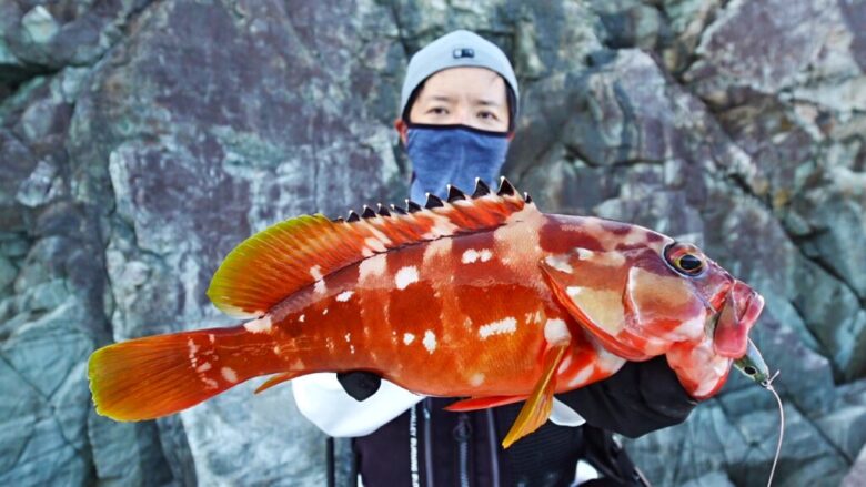 ケルト　ロックフィッシュ　釣果