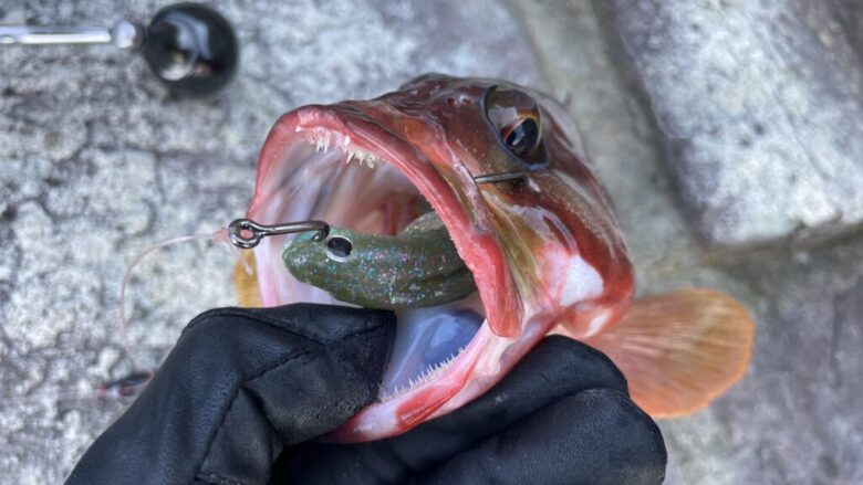 ケルト　釣果