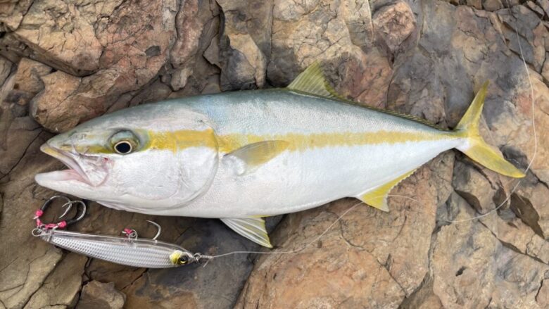 ドラッガーSX　青物　釣果