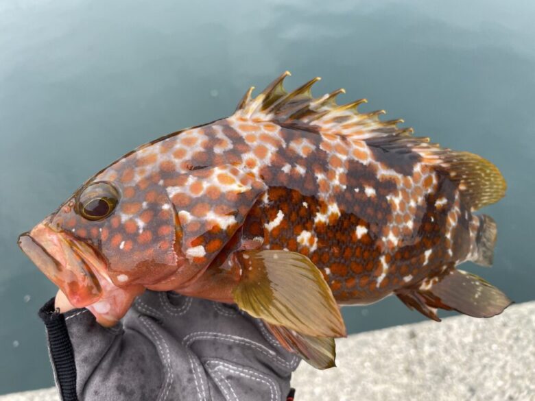 ソルティーフィールド　ハタ　釣果