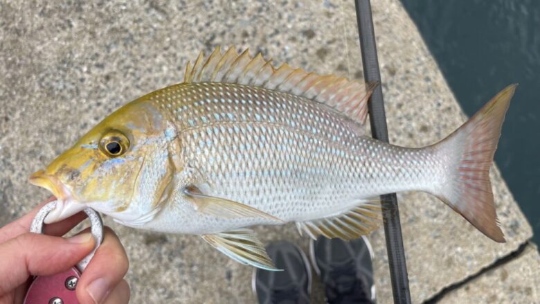 ジャックアイ豆マキマキ　釣果