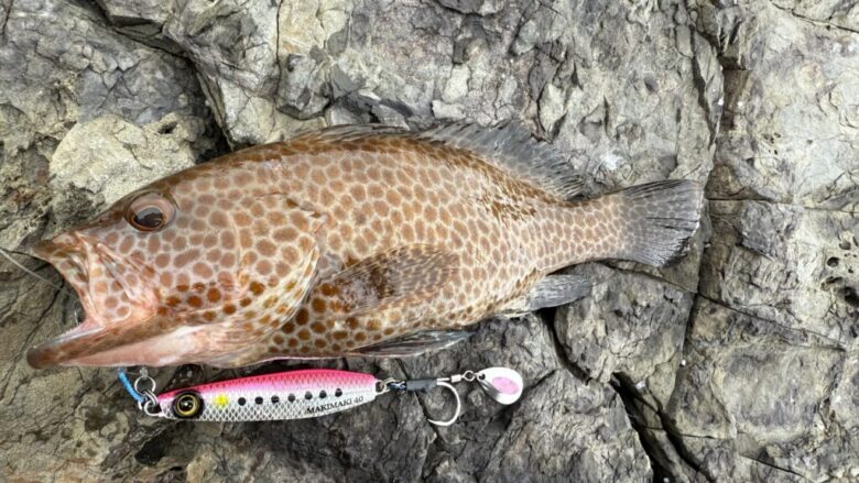ジャックアイマキマキ　ロックフィッシュ　釣果