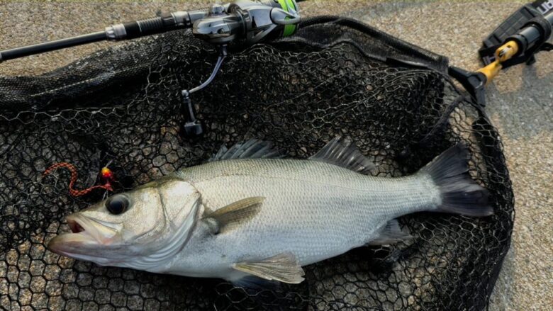 25カルディア　シーバス　釣果