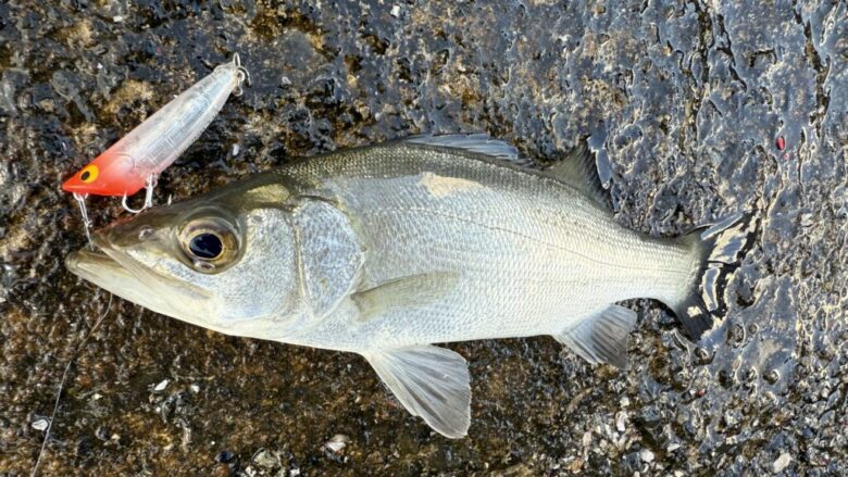 ショアーズリップル　セイゴ　釣果