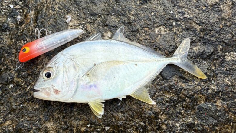 ショアーズリップル　釣果