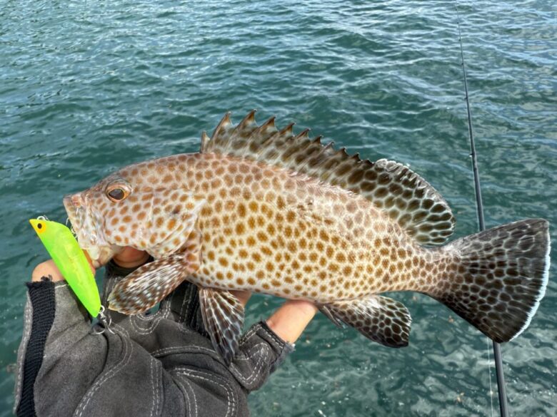 ショアーズリップル　ハタ　釣果