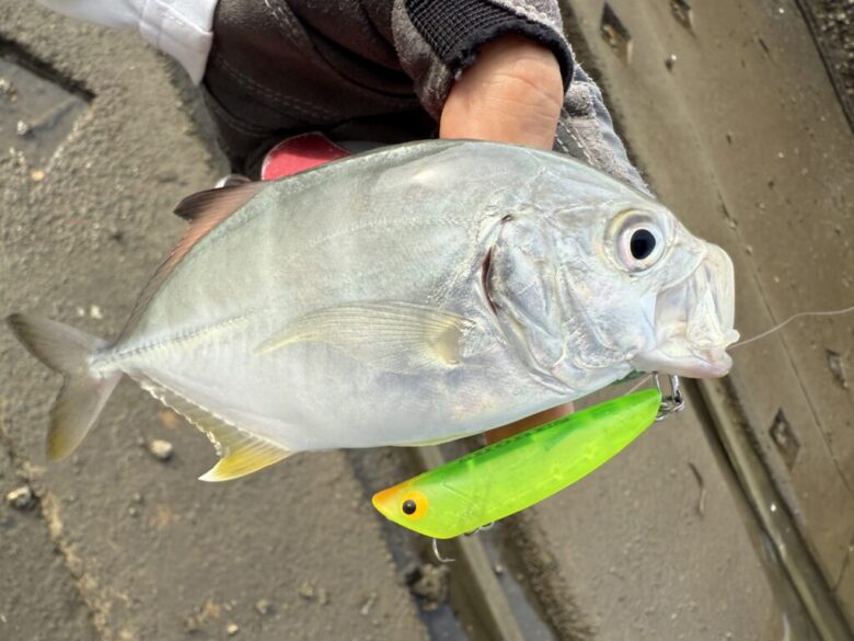 ショアーズリップル　ライトゲーム　釣果
