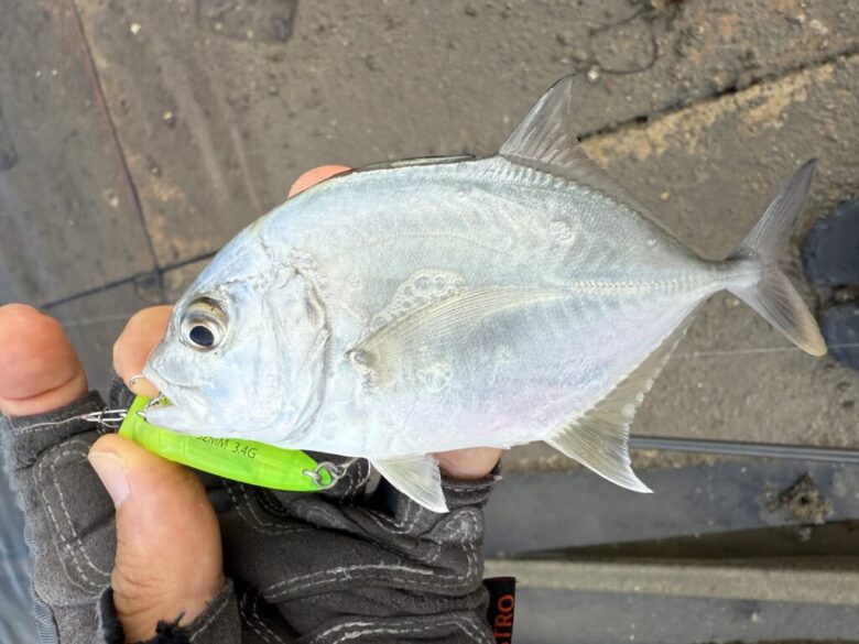 ショアーズリップル　メッキ　釣果