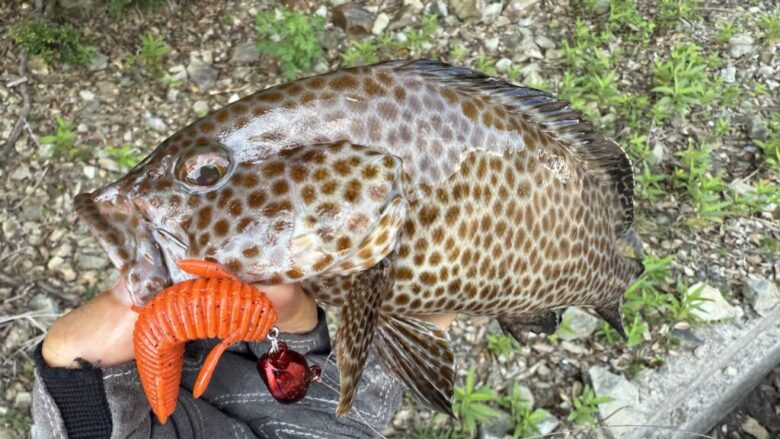 根魚蟲　オオモンハタ