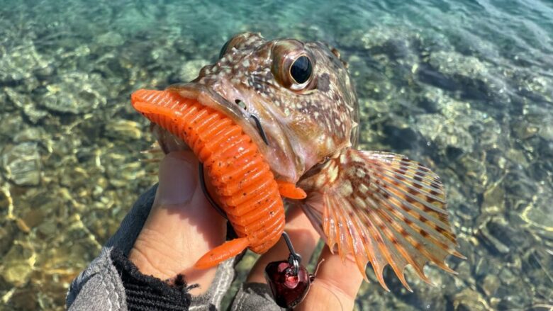 根魚蟲　カサゴ