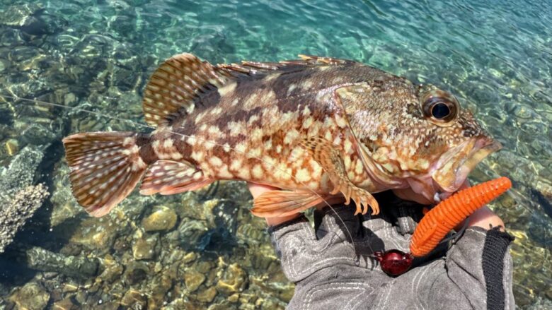 根魚蟲　ロックフィッシュ　釣果
