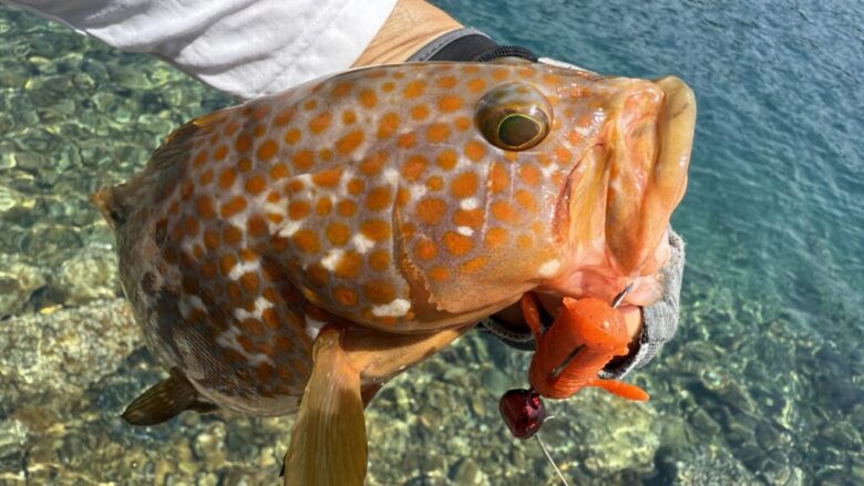 根魚蟲　アコウ　キジハタ