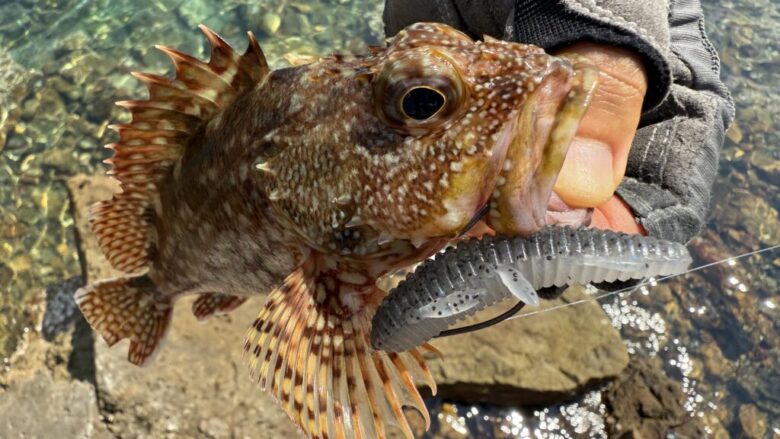 根魚蟲　根魚　釣果
