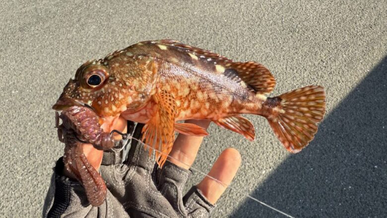 ジャコバグパワー カサゴ 釣果