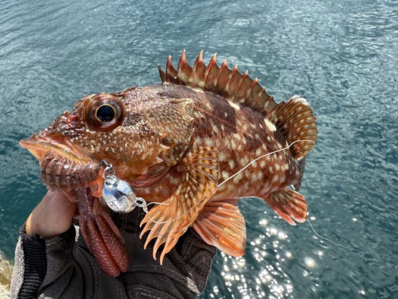 ジャコバグパワー ロックフィッシュ 釣果
