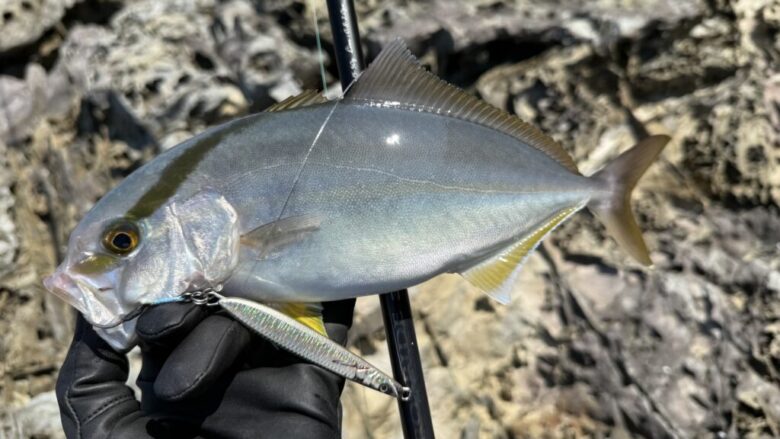 クロスライド3G 青物 釣果