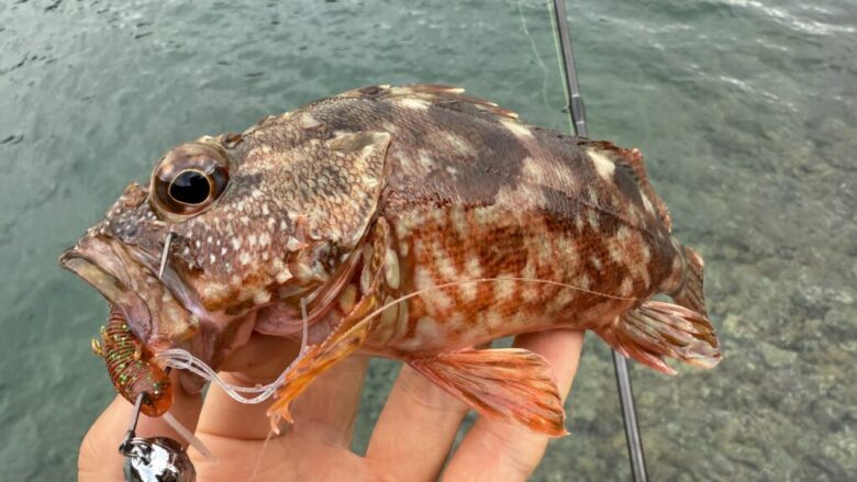 はた喰い鵺　カサゴ