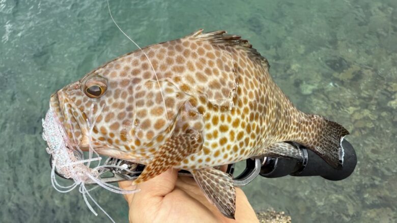 ハタ喰い鵺　オオモンハタ