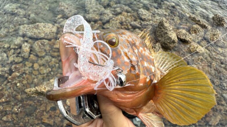 ハタ喰い鵺　アコウ