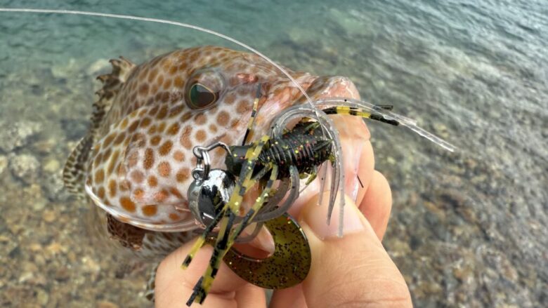 ハタ喰い鵺　オオモンハタ