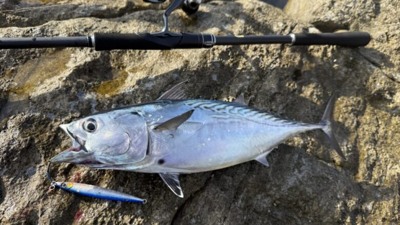 24エンカウンター ショアジギング 釣果