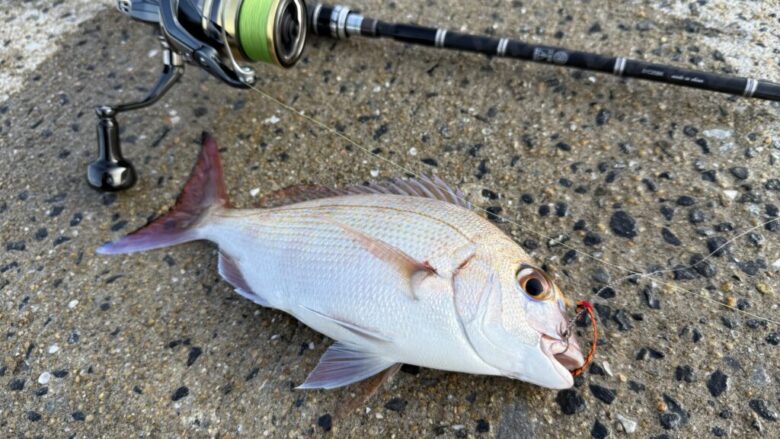 25アルテグラ 釣果