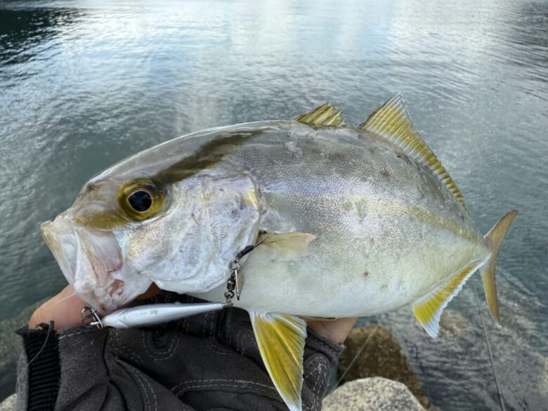 25アルテグラ 釣果