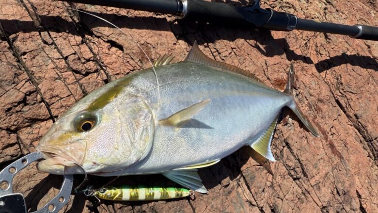 24エンカウンター　ショアジギング　青物