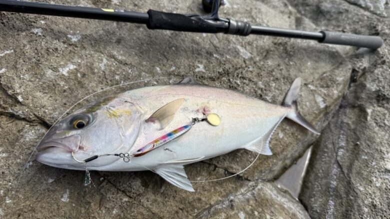 25ソルティーアドバンス 青物 釣果