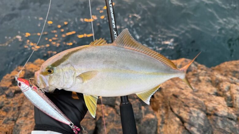 25コルトスナイパーエクスチューン カンパチ 釣果