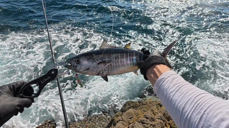 サカナサカナスピンハイスピードチューン メジマグロ 釣果