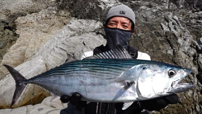 24エンカウンター　ショアジギング　カツオ