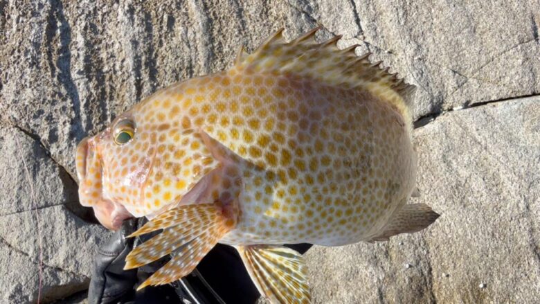 サカナサカナスピンハイスピードチューン ロックフィッシュ 釣果