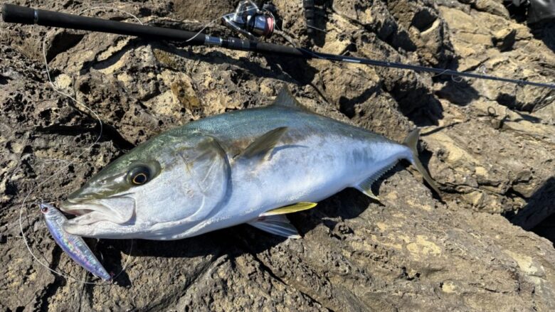 ドラッガーMX　ヒラマサ　釣果