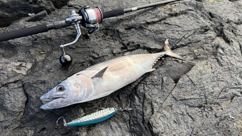 ブルースナイパー カツオ 釣果