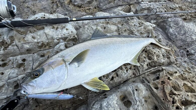 アークフレックス　ヒラマサ　釣果