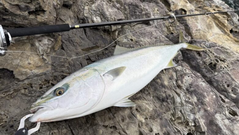 アークフレックス　ブリ　釣果